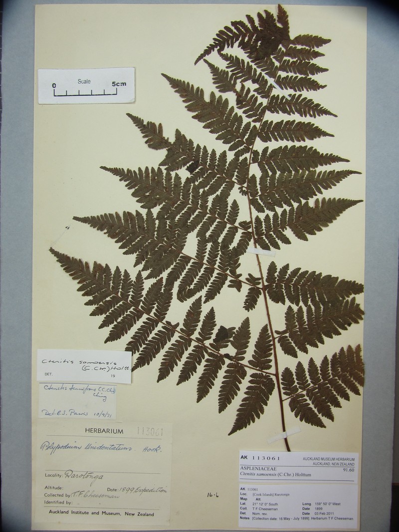 Ctenitis samoensis photo 7