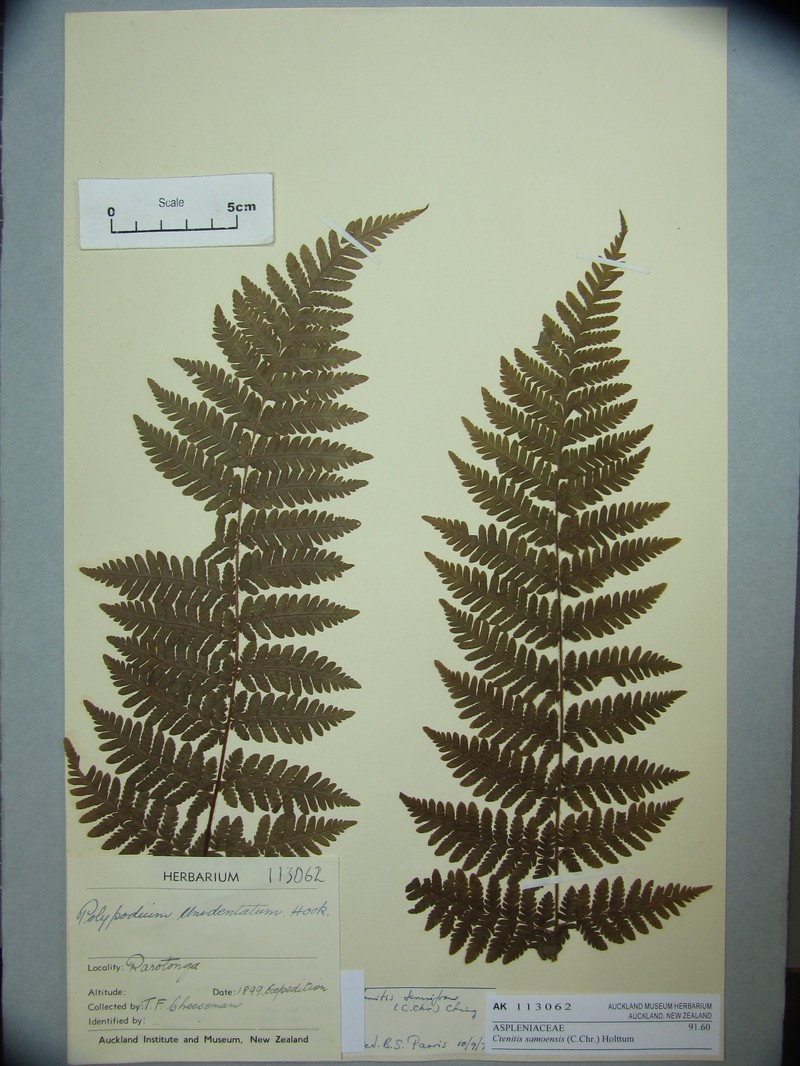 Ctenitis samoensis photo 8