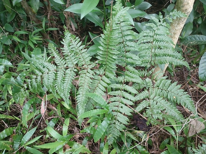 Ctenitis sciaphila