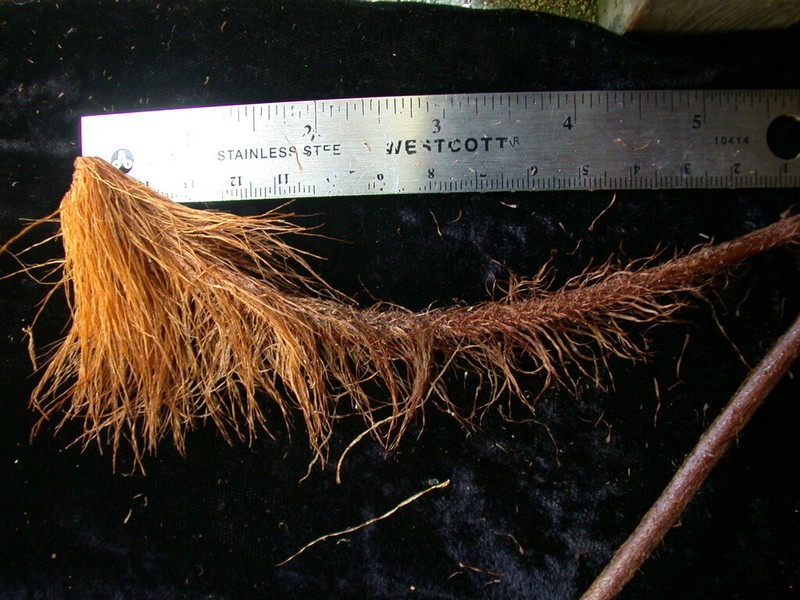 Ctenitis sciaphila photo 2