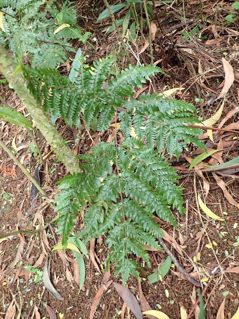 Ctenitis sciaphila photo 3