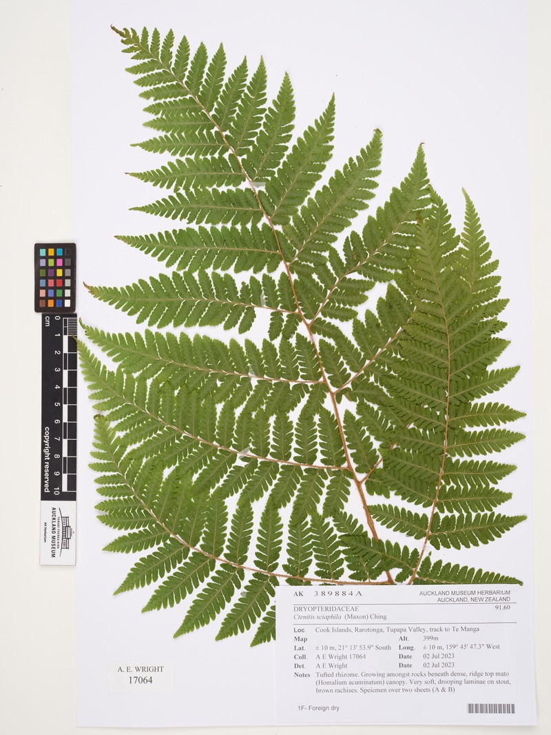 Ctenitis sciaphila photo 4