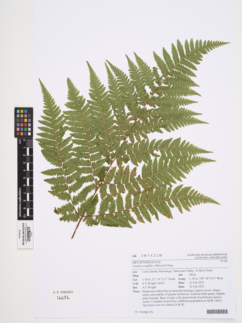 Ctenitis sciaphila photo 5