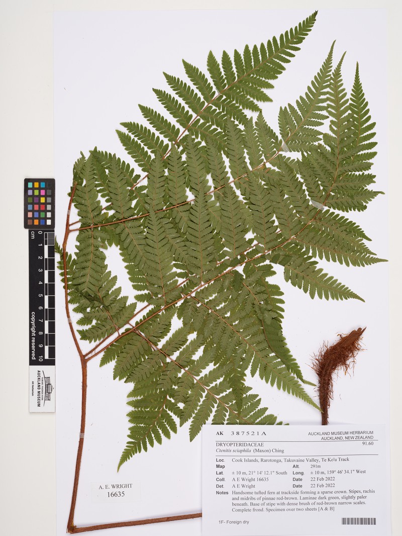 Ctenitis sciaphila photo 6