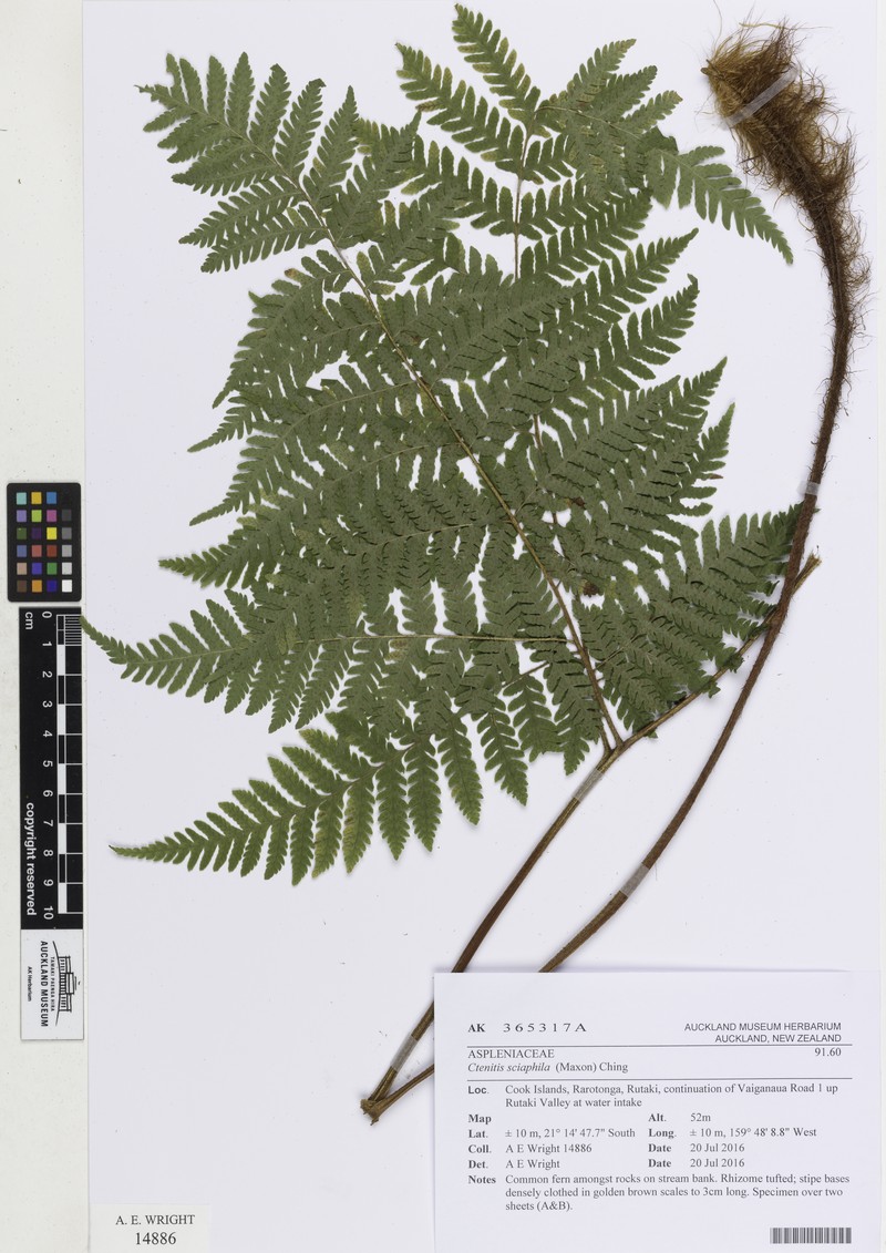 Ctenitis sciaphila photo 7