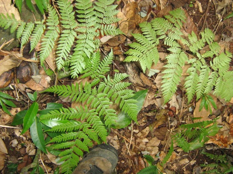 Ctenitis sciaphila var. sciaphila