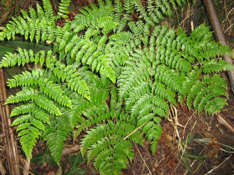Ctenitis sciaphila var. sciaphila photo 2