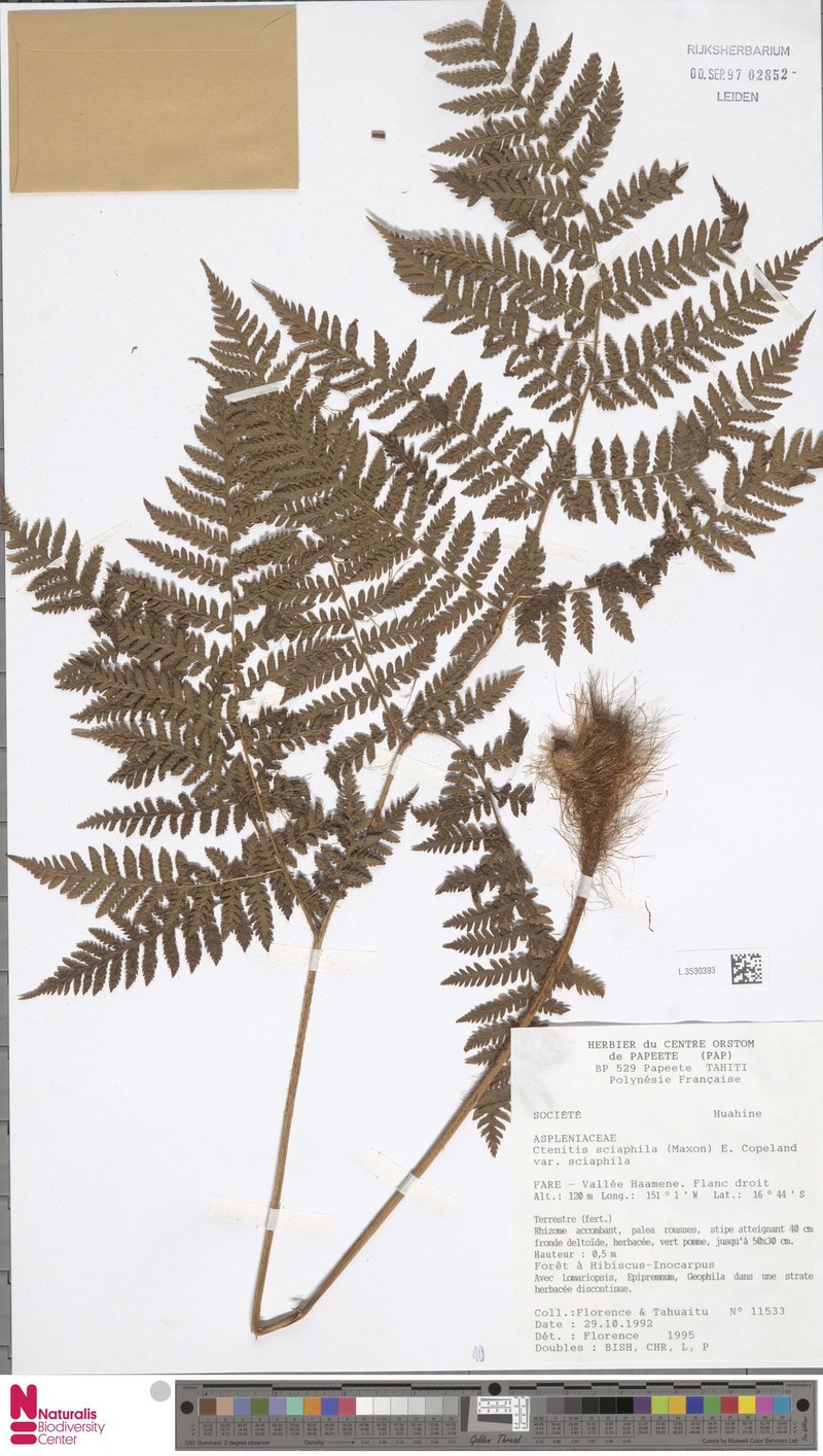 Ctenitis sciaphila var. sciaphila photo 3