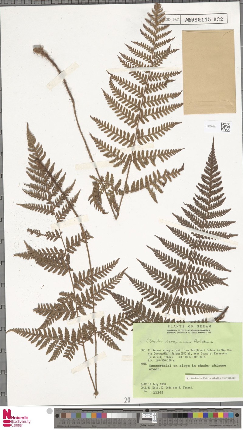 Ctenitis seramensis