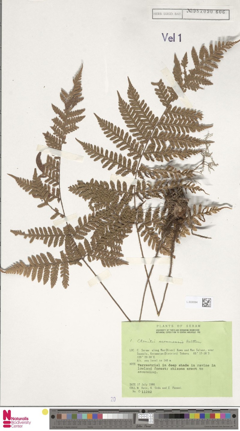 Ctenitis seramensis photo 2