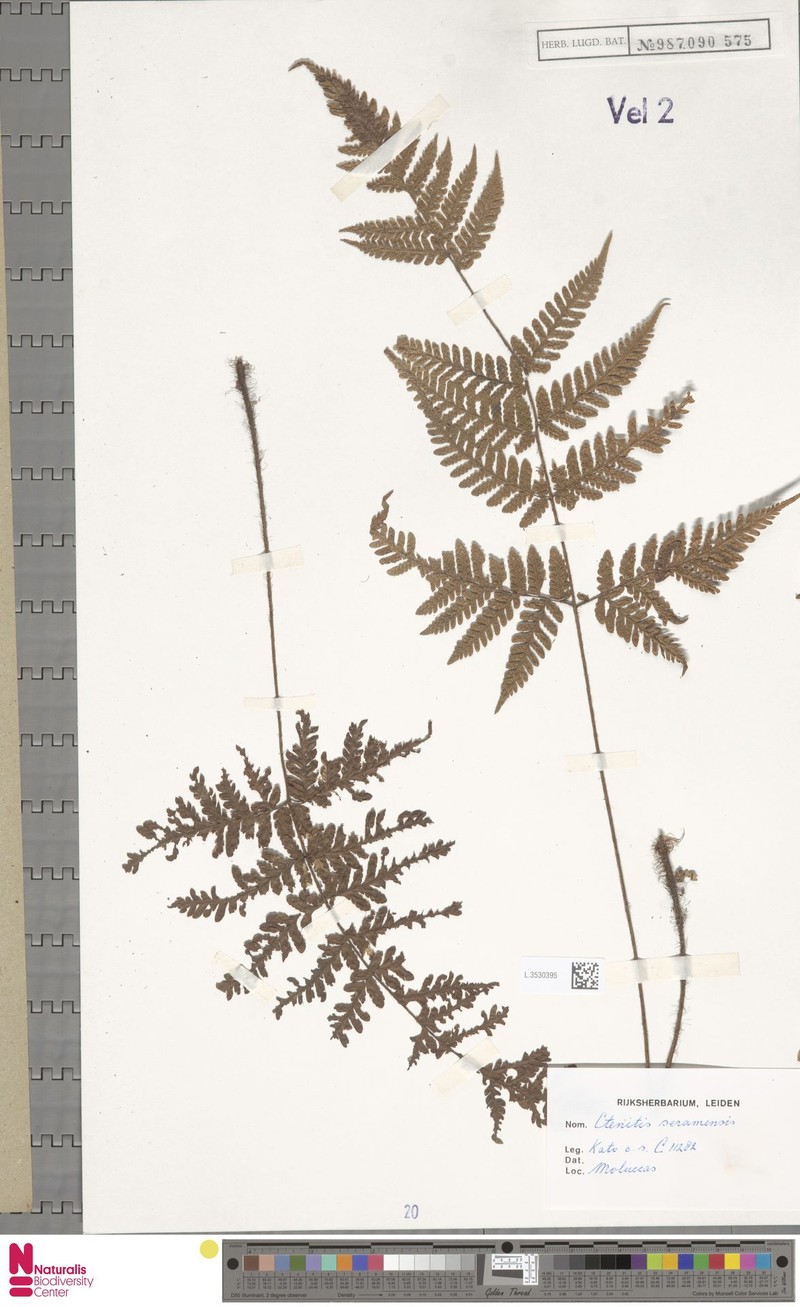 Ctenitis seramensis photo 3