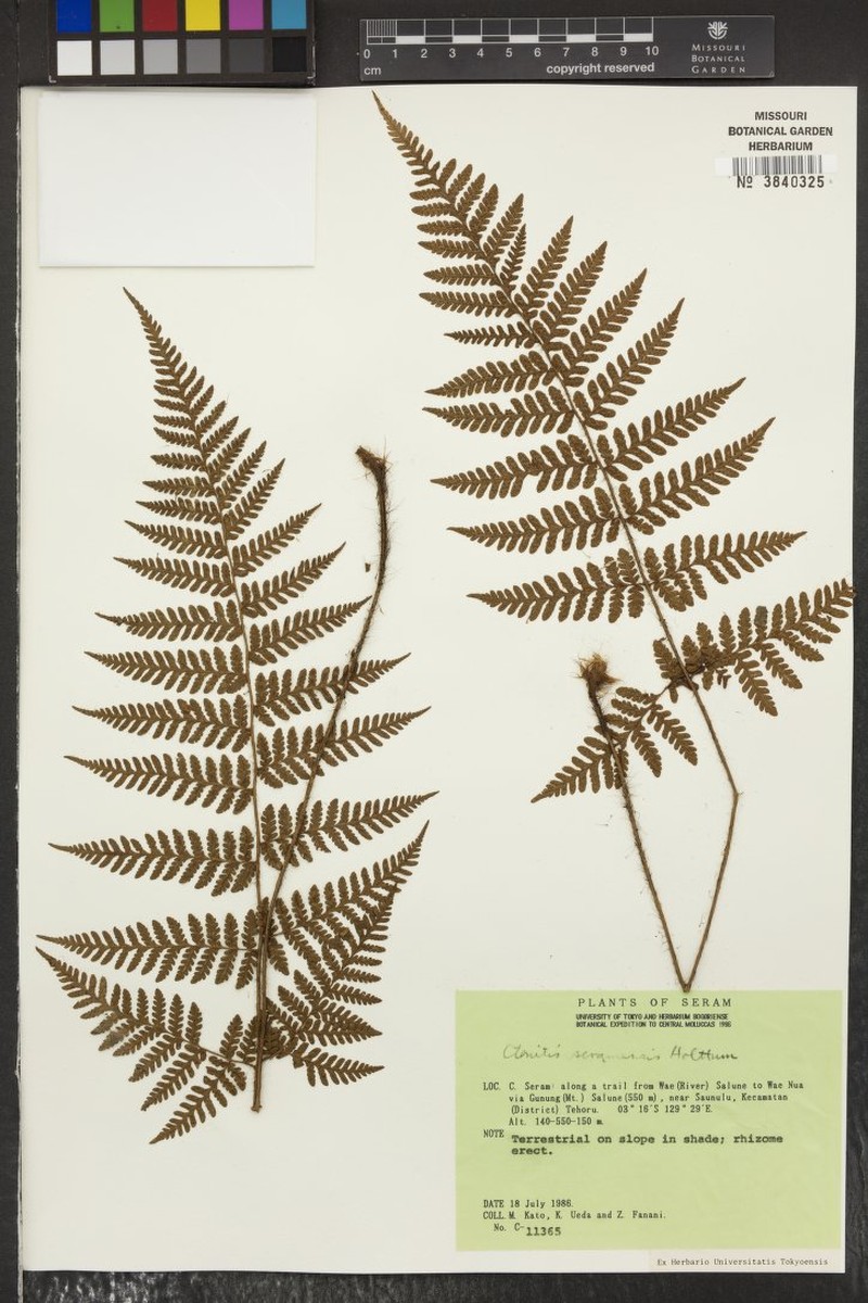Ctenitis seramensis photo 4