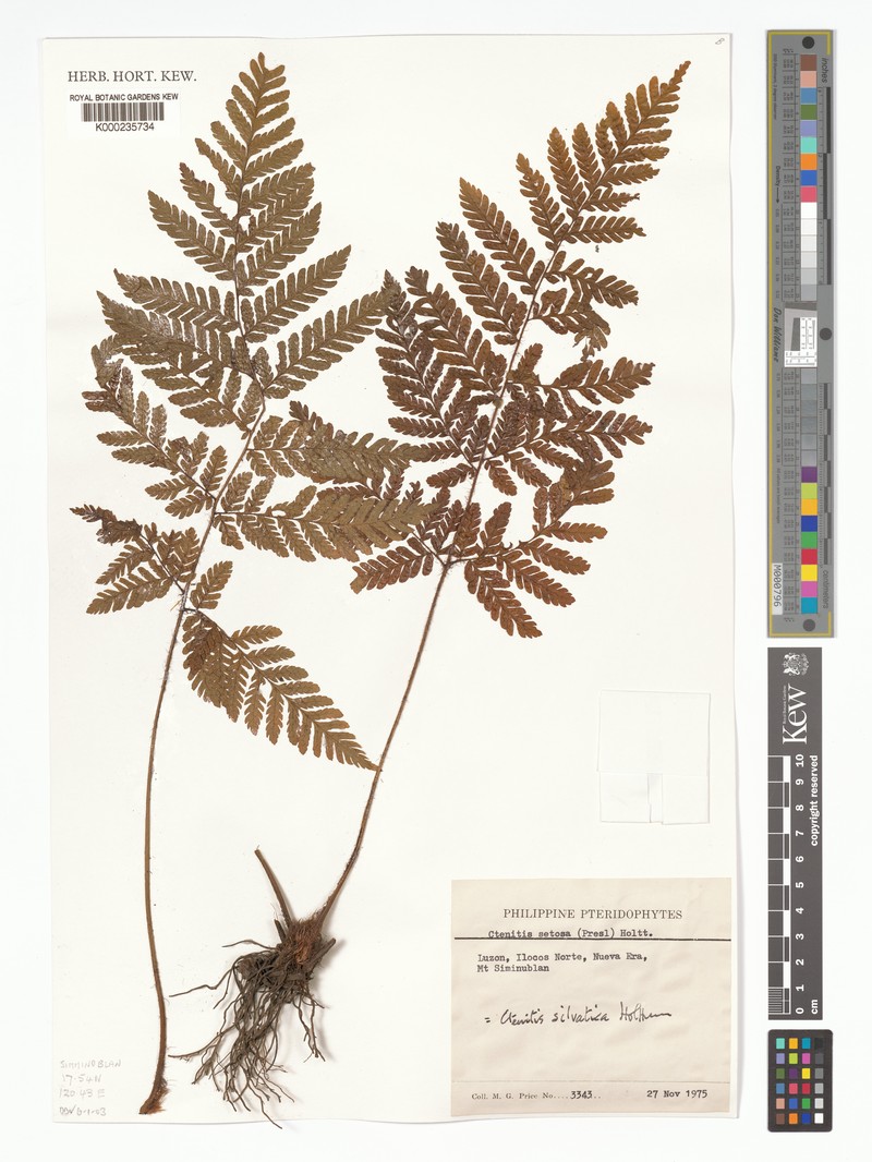 Ctenitis setosa