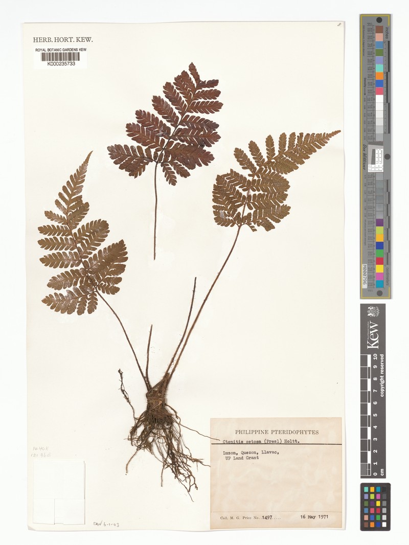 Ctenitis setosa photo 2