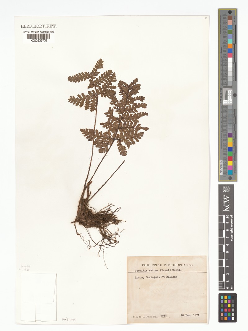 Ctenitis setosa photo 3