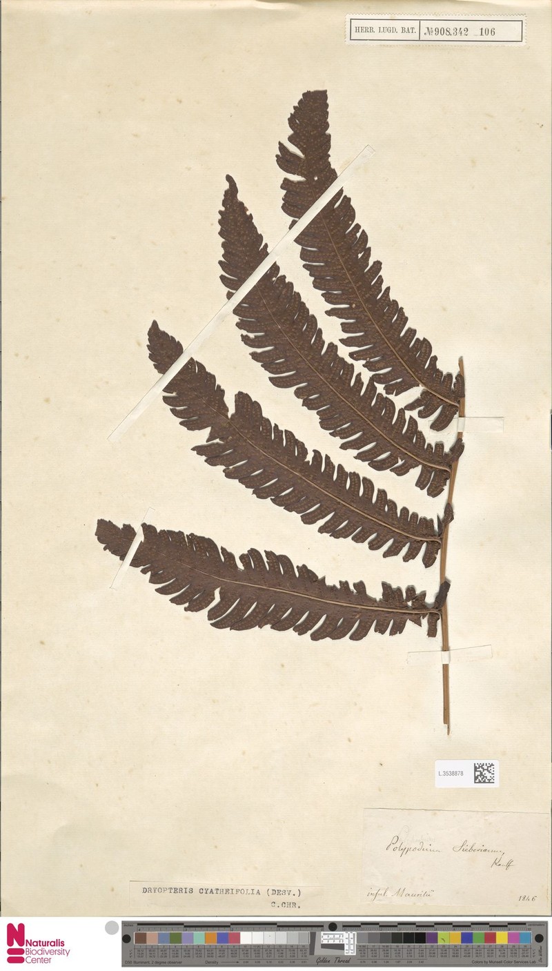 Ctenitis sieberiana