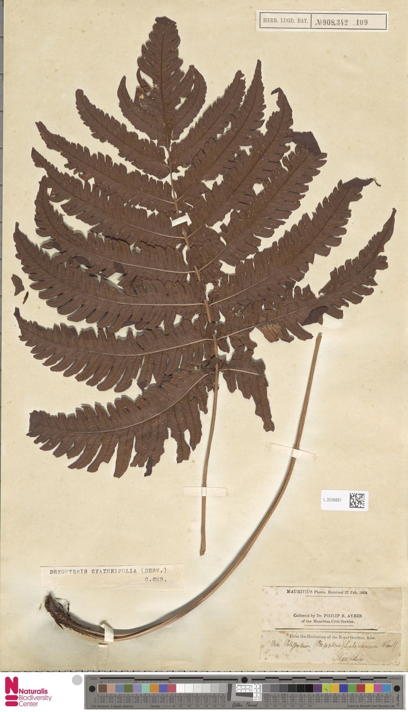 Ctenitis sieberiana photo 2