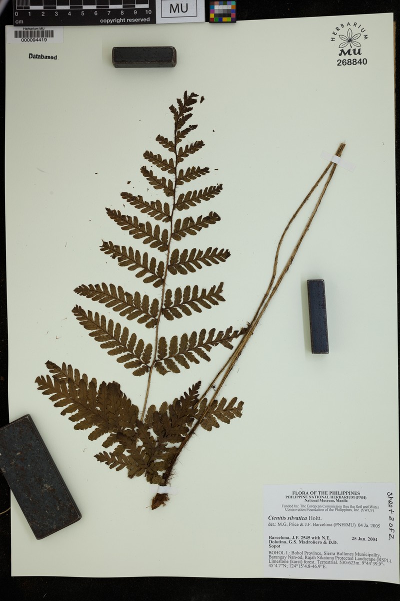 Ctenitis silvatica