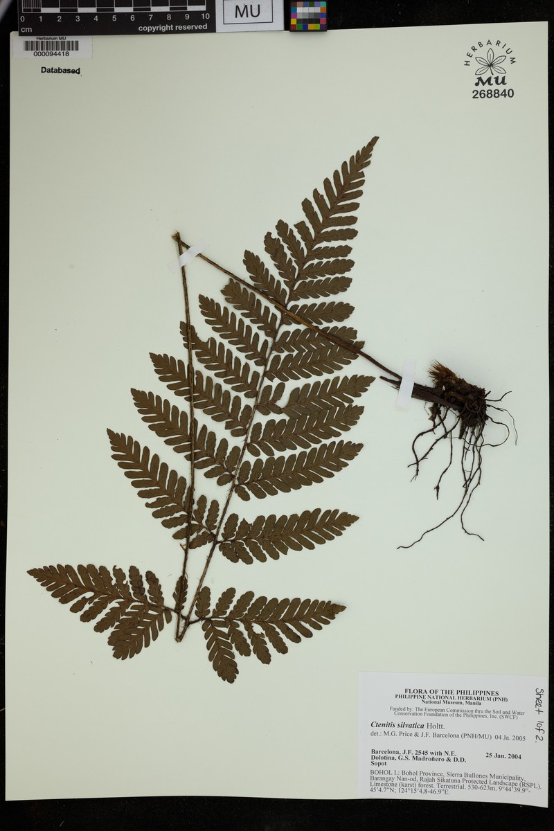 Ctenitis silvatica photo 2