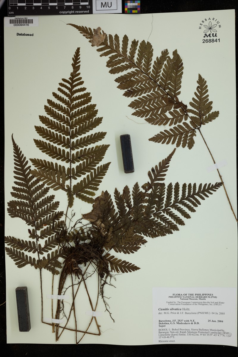 Ctenitis silvatica photo 3