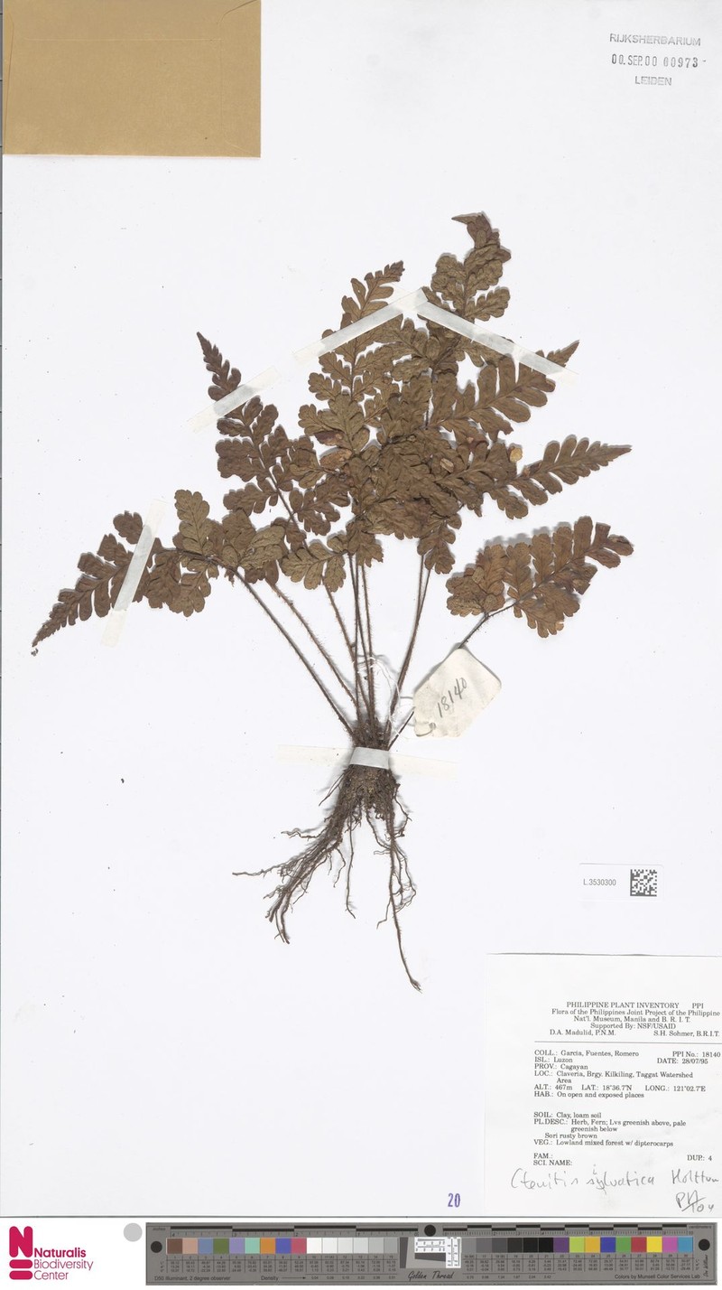 Ctenitis silvatica photo 4
