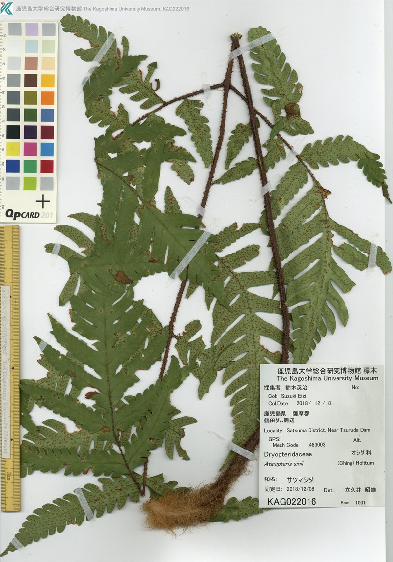 Ctenitis sinii photo 2