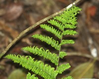 Florida Lacefern