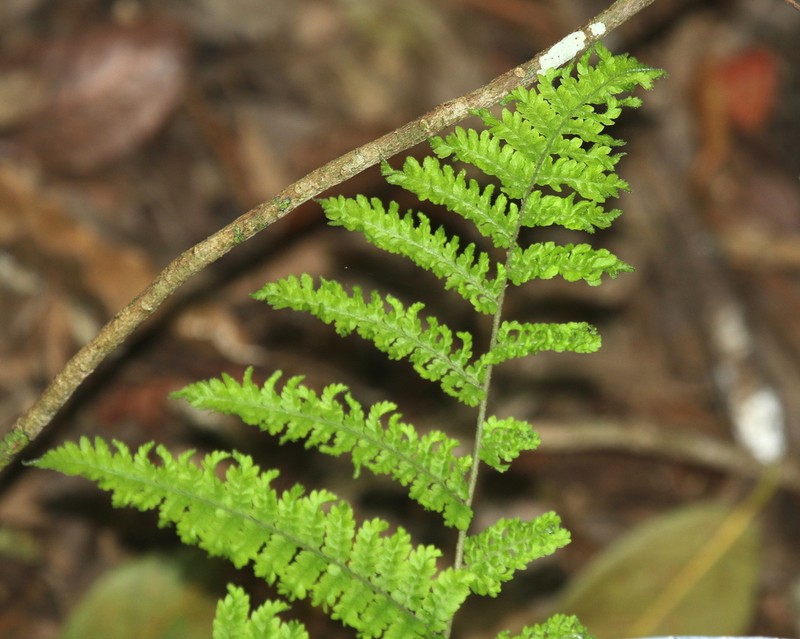 Florida Lacefern