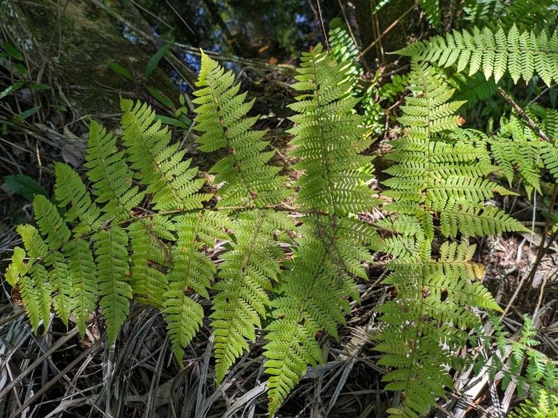 Florida Lacefern photo 3