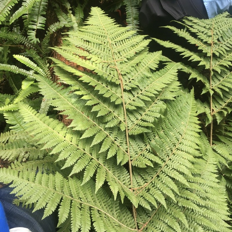 Florida Lacefern photo 4