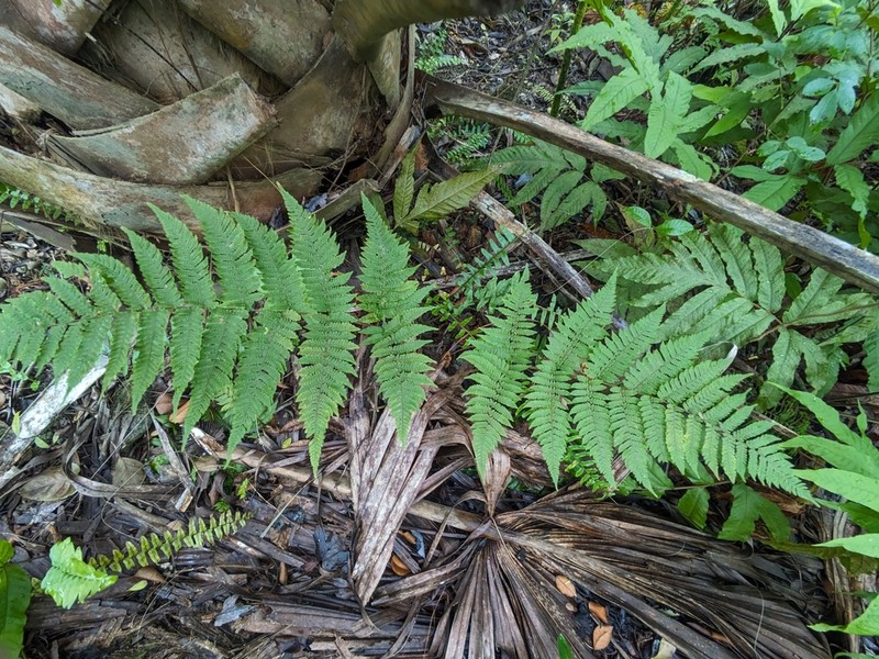 Florida Lacefern photo 5