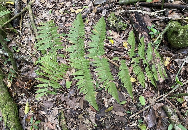 Florida Lacefern photo 6