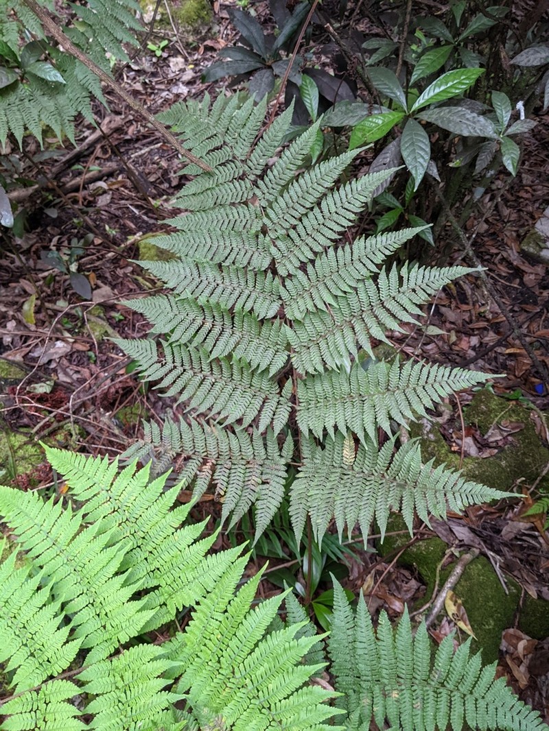 Florida Lacefern photo 7