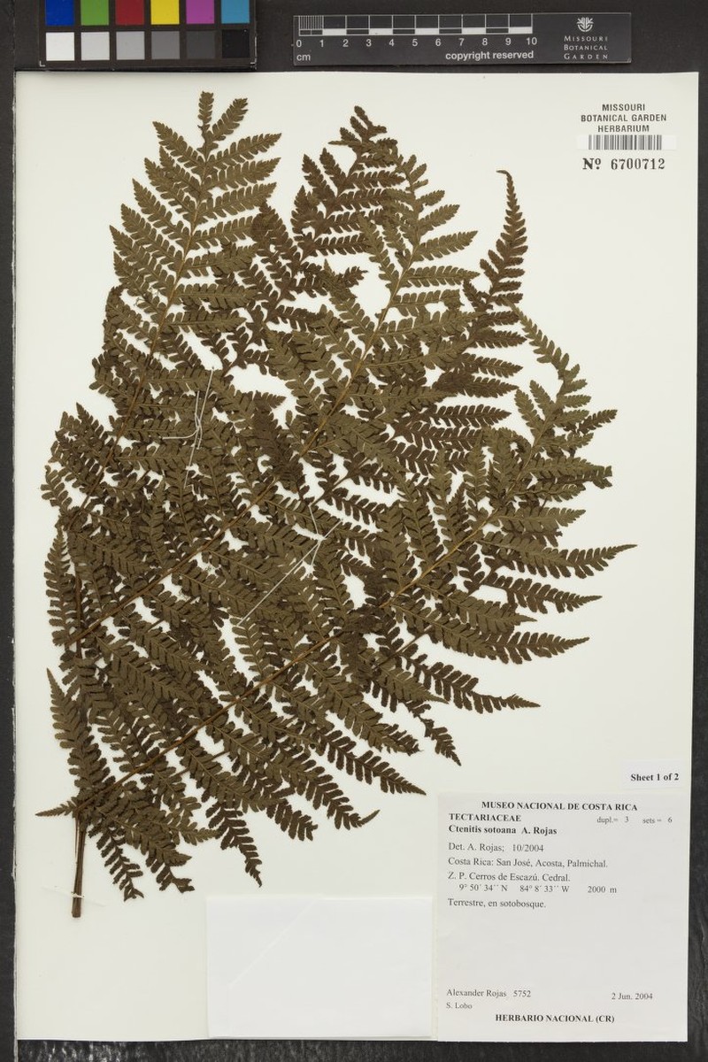 Ctenitis sotoana