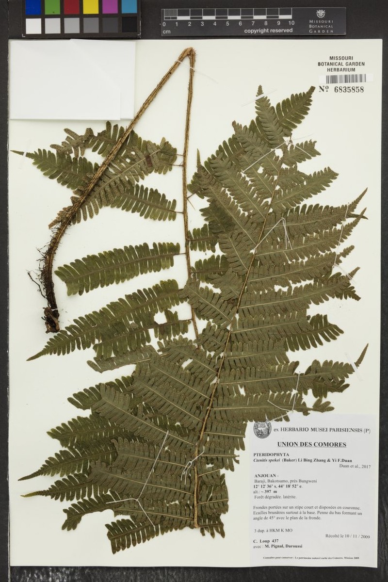 Ctenitis spekei