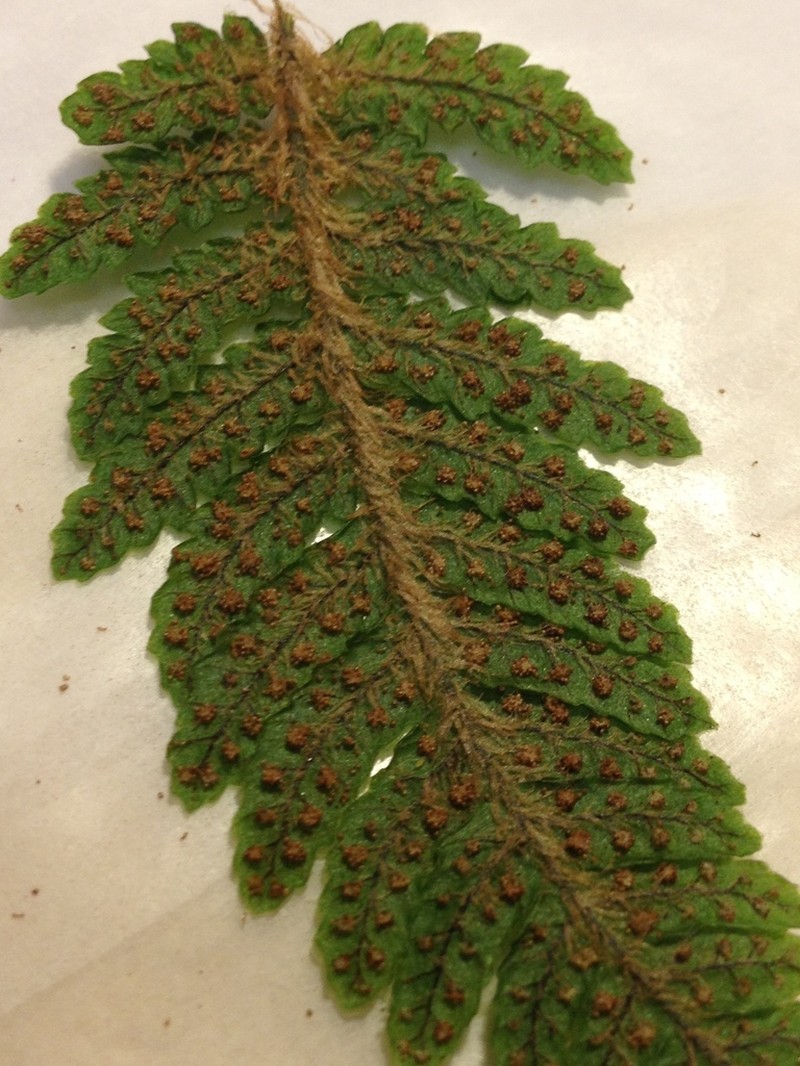 Pacific Lacefern
