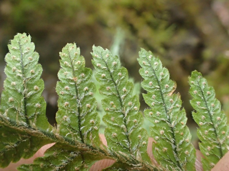Pacific Lacefern photo 8