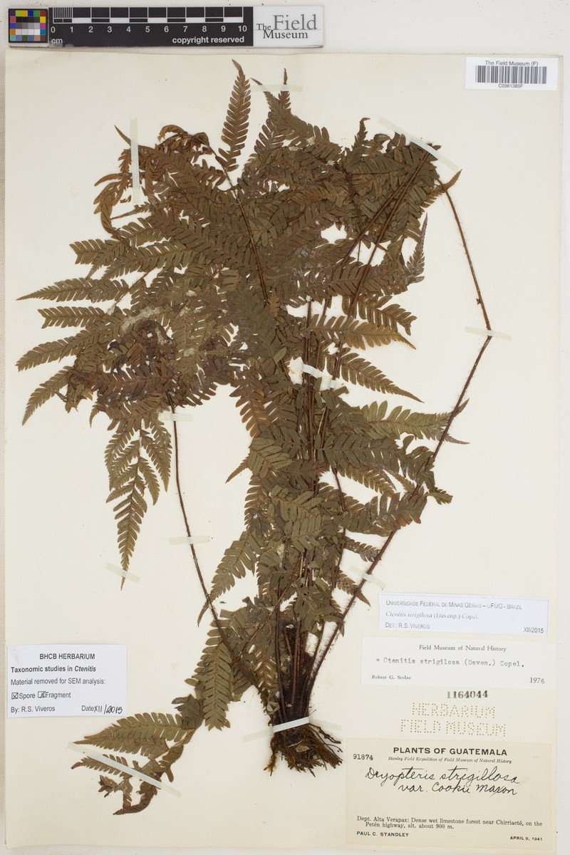 Ctenitis strigilosa