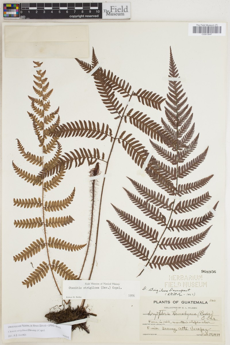 Ctenitis strigilosa photo 2