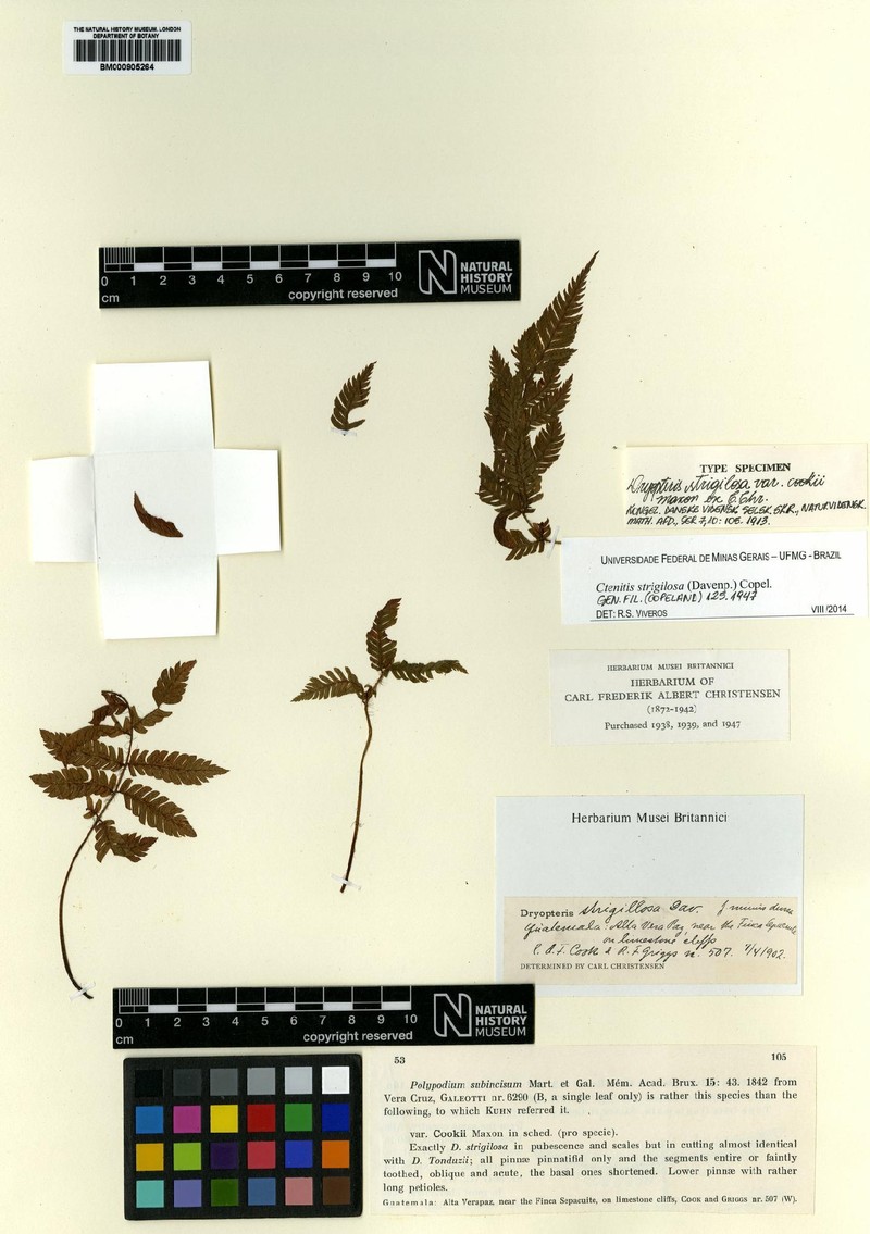 Ctenitis strigilosa photo 3