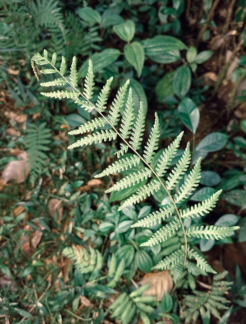 Ctenitis subcrenulata