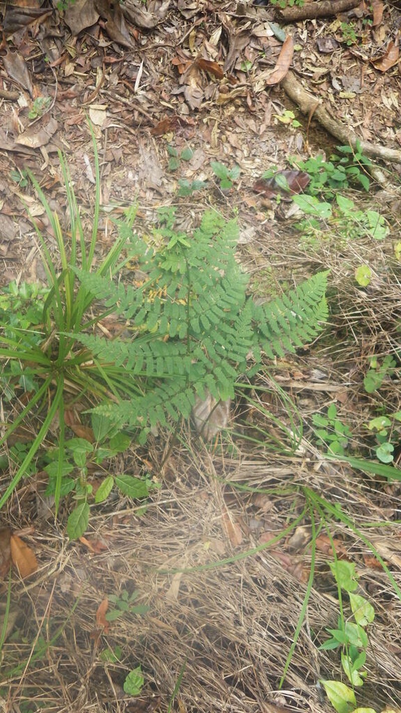 Ctenitis subcrenulata photo 2