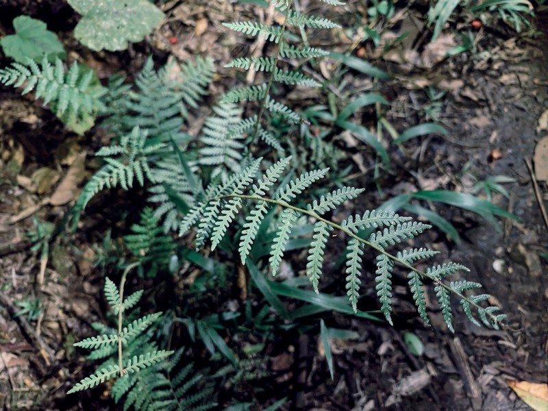 Ctenitis subcrenulata photo 3