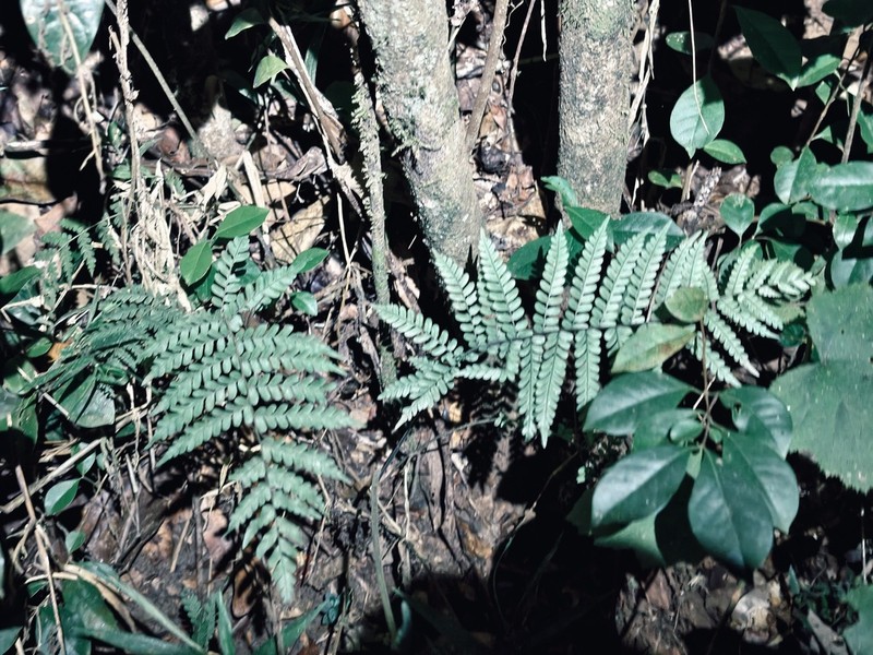 Ctenitis subcrenulata photo 4
