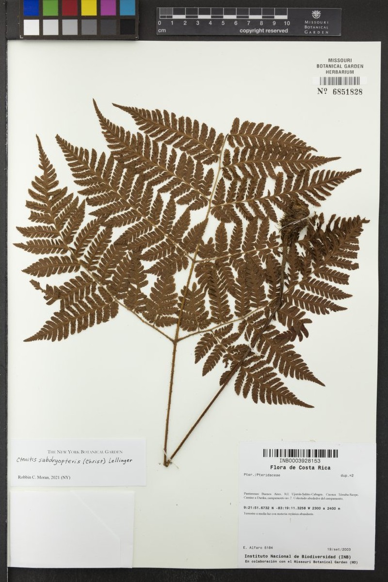 Ctenitis subdryopteris