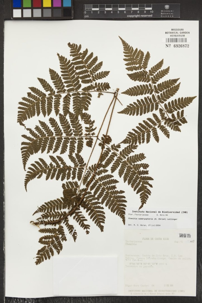 Ctenitis subdryopteris photo 2