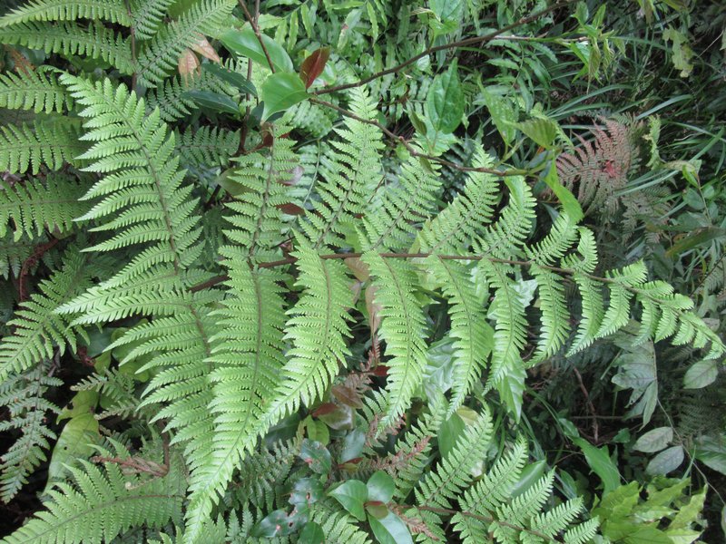 Ctenitis subglandulosa