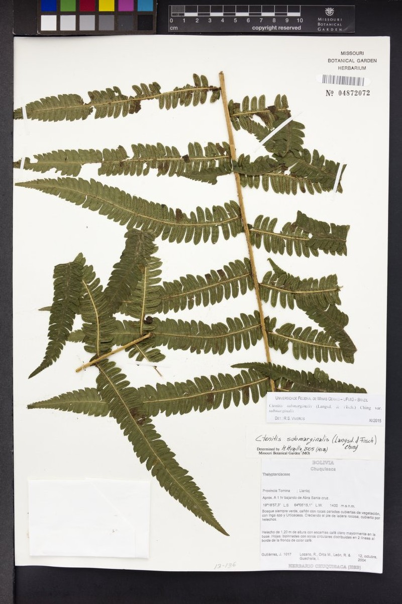 Ctenitis submarginalis var. submarginalis