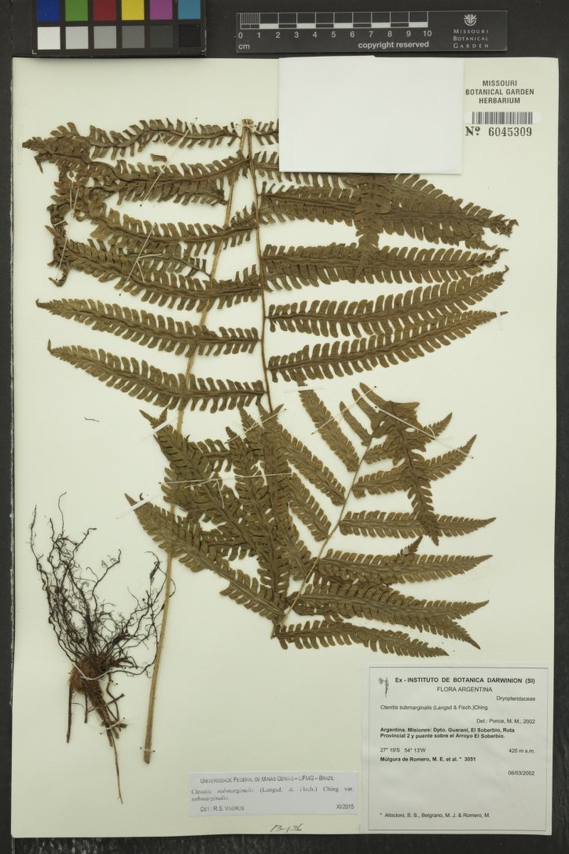 Ctenitis submarginalis var. submarginalis photo 2