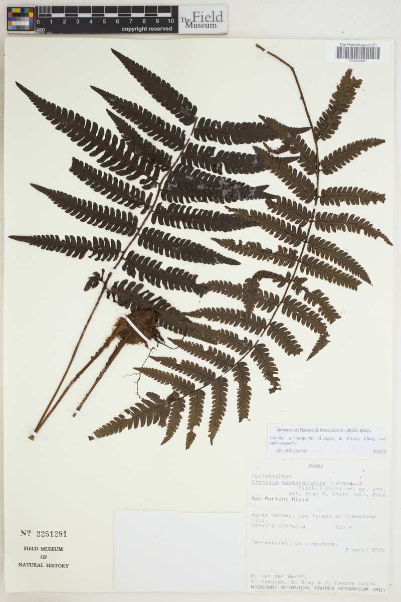 Ctenitis submarginalis var. submarginalis photo 3